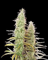 Santa Marta Haze Autoflower