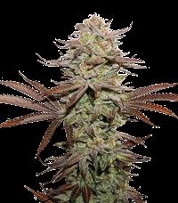 Sticky Fingers Autoflower
