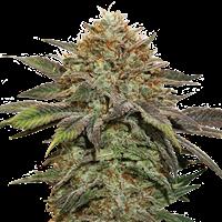 Fruit Cake Autoflower