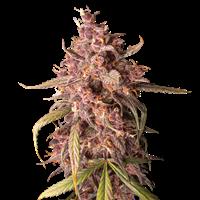 Purple Punch Autoflower