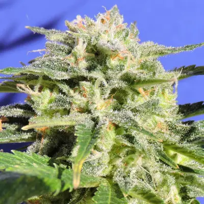 Auto Ghost OG