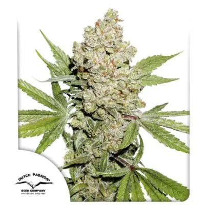 Auto Lemon Kix®