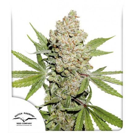 auto-lemon-kix-image