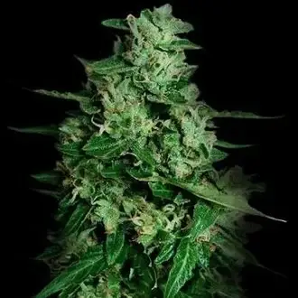 Northern Delights Auto