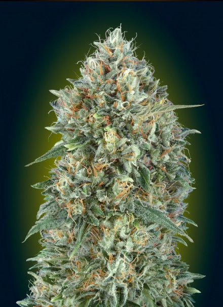 auto-gelato-33-image