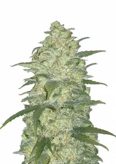 white-widow-auto-image