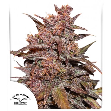 cbd-auto-blackberry-kush-image