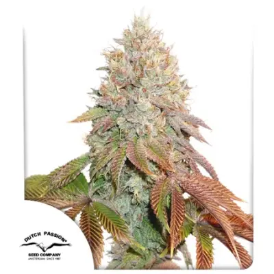 Auto Banana Blaze