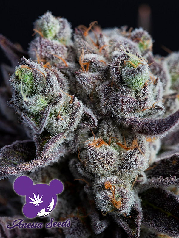 blackberry-moonrocks-image