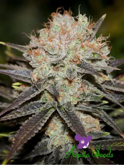 Chocolate Haze
