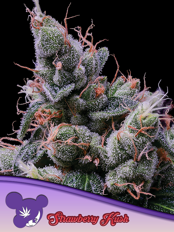 strawberry-kush-image