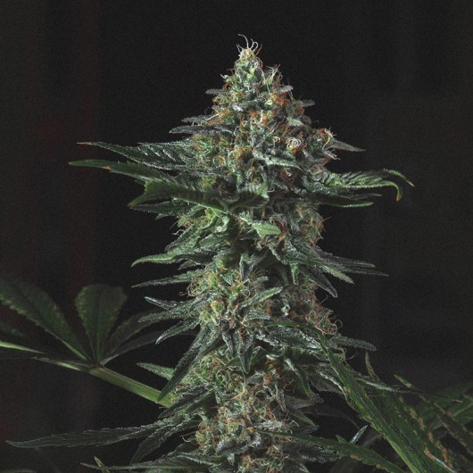 manguifera-indica-image