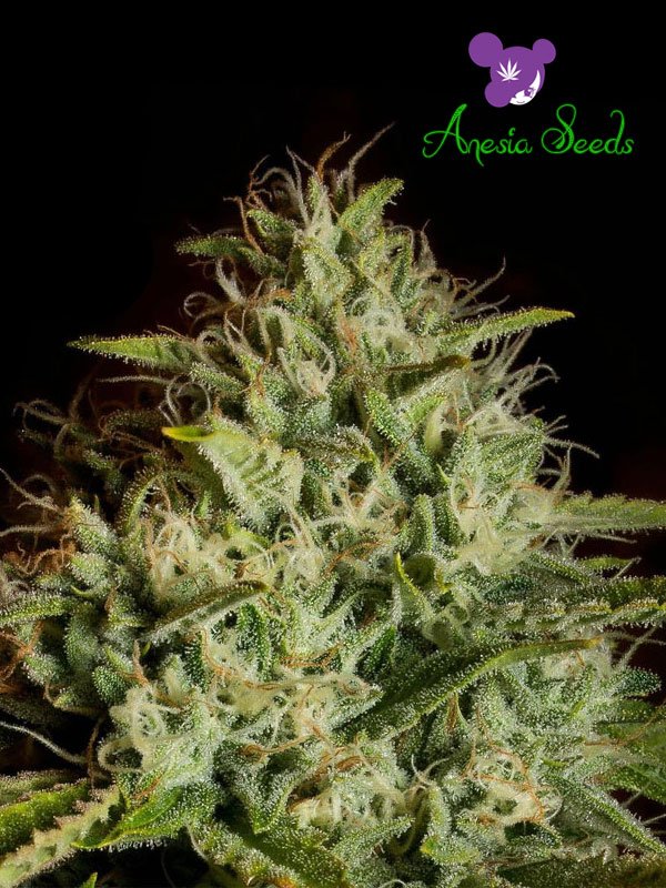 white-kush-auto-image