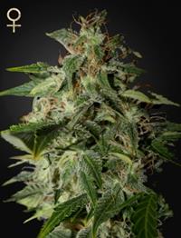 Afgooey (Strain Hunters Seed Bank)