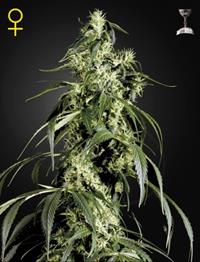 Arjan's Haze 1 (Feminised)