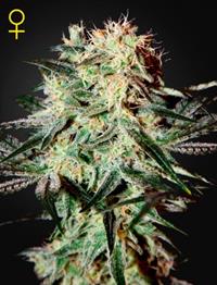 Arjan's Strawberry Haze (Feminised)