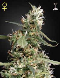 Arjan's Ultra Haze 1 (Feminised)