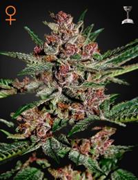 Bubba Kush (Feminised)