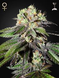 Caboose (Strain Hunters Seed Bank)
