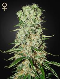 Damnesia (Strain Hunters Seed Bank)