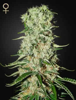 Damnesia (Strain Hunters Seed Bank)