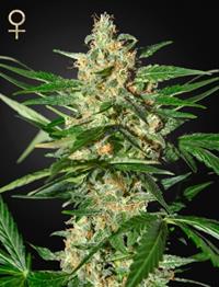 Damnesia Autoflowering (Strain Hunters Seed Bank)