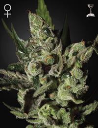 Exodus Cheese (Feminised)