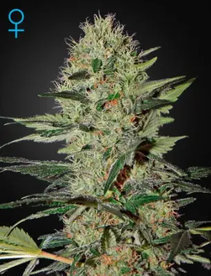Exodus Cheese Auto (Feminised)