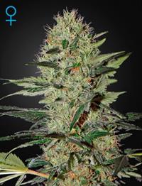 Exodus Cheese Auto (Feminised)