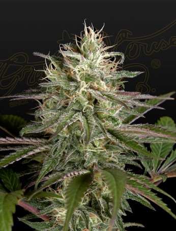 exodus-cheese-x-clementine-image