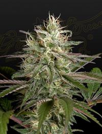 Exodus Cheese x Clementine