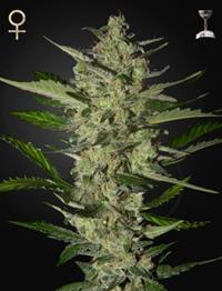 Flowerbomb Kush (Strain Hunters Seed Bank)