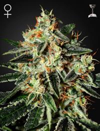 GH Cheese (Feminised)