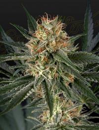 GH Cheese x Sour Banana