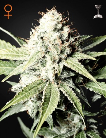 great-white-shark-feminised-image