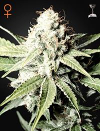 Great White Shark (Feminised)