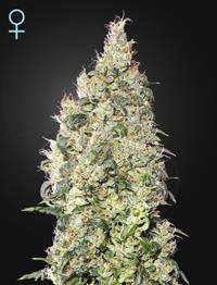 Great White Shark CBD (Feminised)