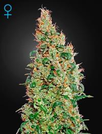 Green-O-Matic (Feminised)