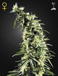 Hawaiian Snow (Feminised)