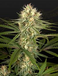 Hawaiian Snow x Amnesia x Dosidos