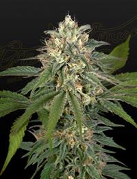 Hawaiian Snow x Amnesia x Face Off