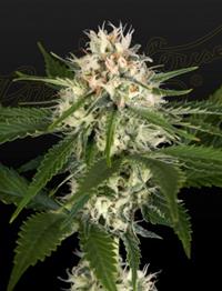 Hawaiian Snow x Wedding Cake x Gelato 33