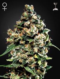 Jack Herer (Feminised)