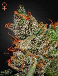 King's Kush (Feminised)