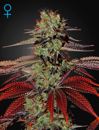 King’s Kush Auto (Feminised)