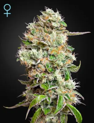 King’s Kush Auto CBD (Feminised)