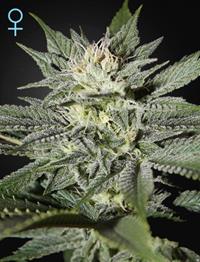 King’s Kush CBD (Feminised)