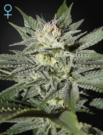 king’s-kush-cbd-(feminised)-image