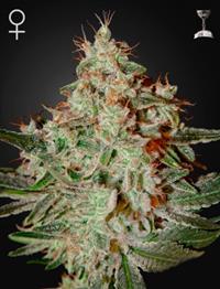 Lemon Skunk (Feminised)