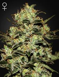 Moby Dick (Feminised)
